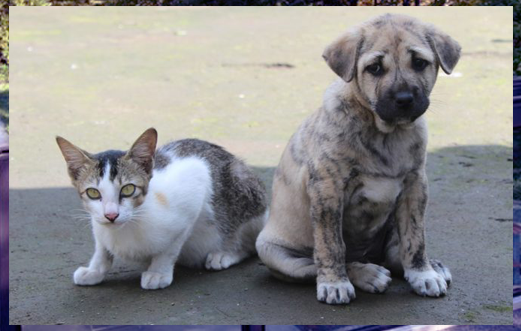 ป้อมเป็ด