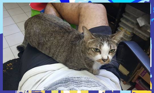 ป้อมเป็ด