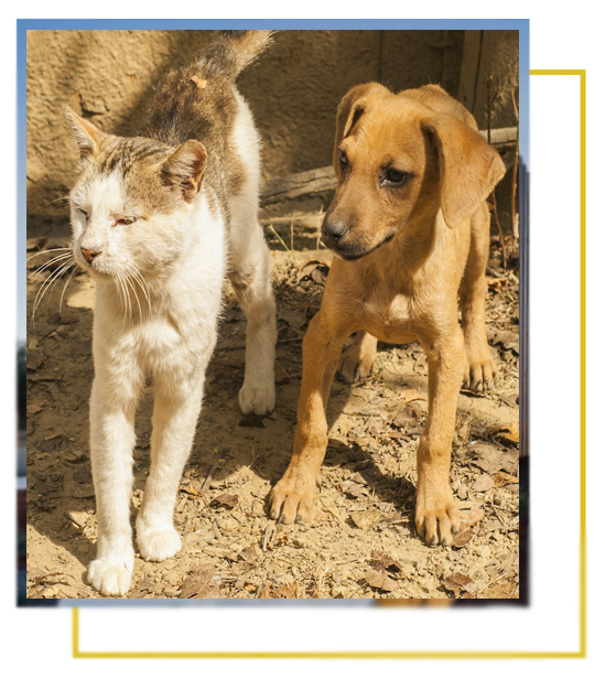 ป้อมเป็ด